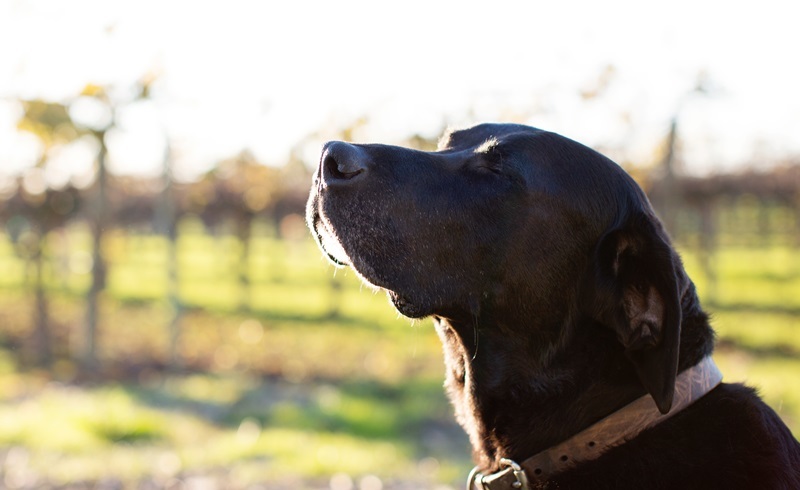 A kutyák képesek kiszagolni az időt 