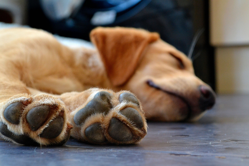 A kutya csak a talppárnáin keresztül tud izzadni