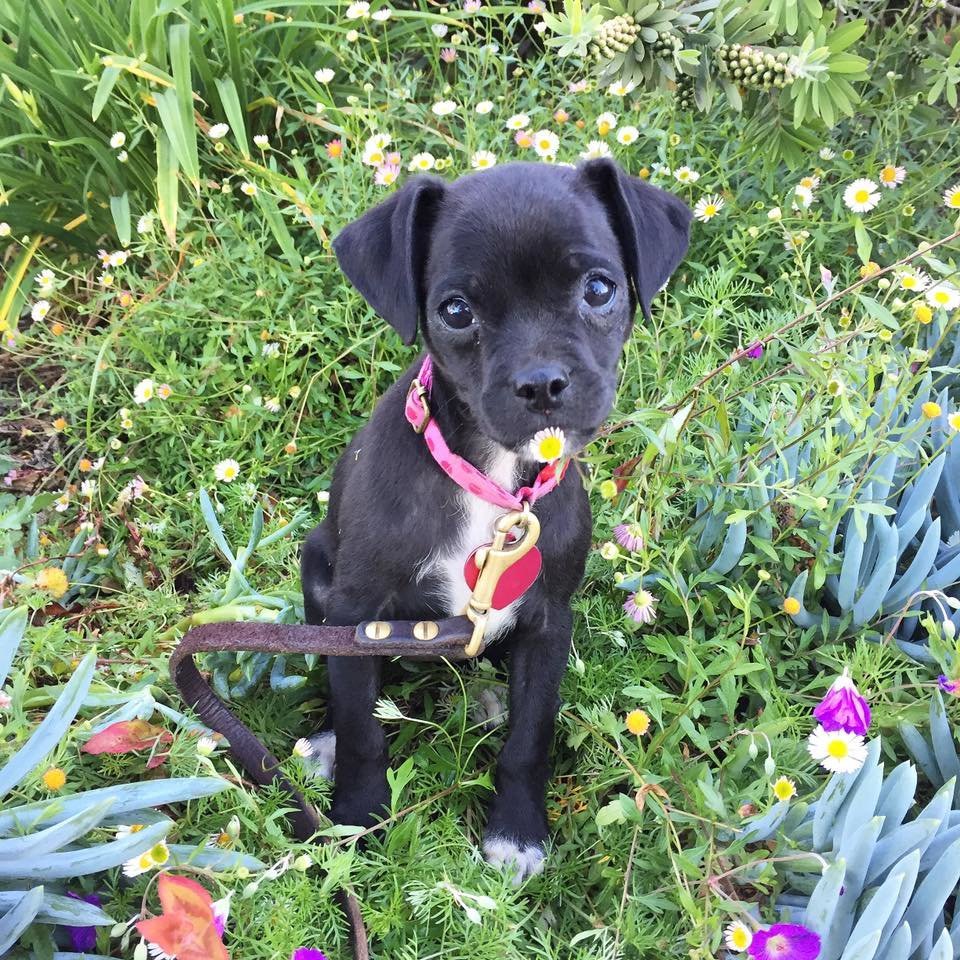 Híres színésznő fogadta örökbe a fekete kiskutyát