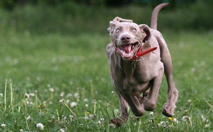 Weimari vizsla őrült száguldás közben