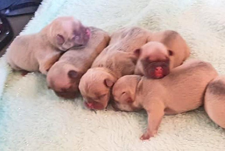 Az újszülött kölykök anyjuk nélkül képtelenek a túlélésre