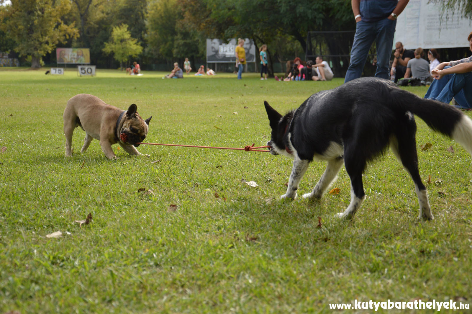 Nem csak kergetőztek a kutyák...