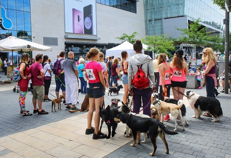 Kutyák és gazdik az Allee Ebathlonon