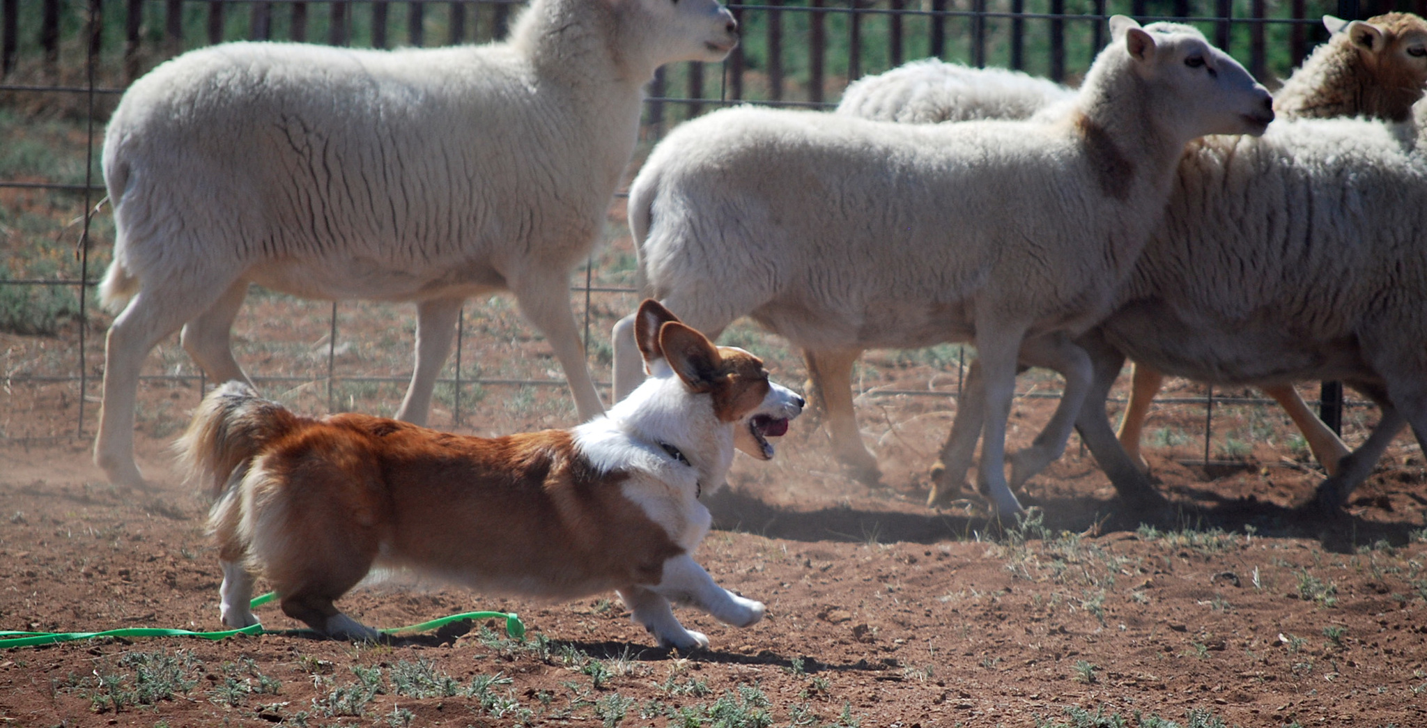 Kis termetük ellenére nagy fürgék, mozgékonyak
