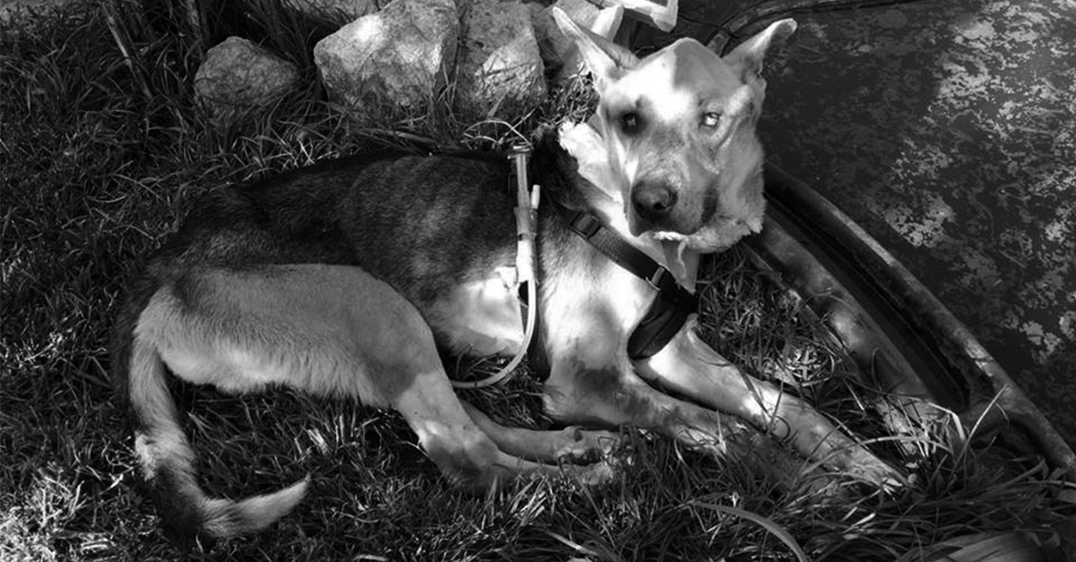 Fülöp átkelt a szivárványhídon Fülöp átkelt a szivárványhídon