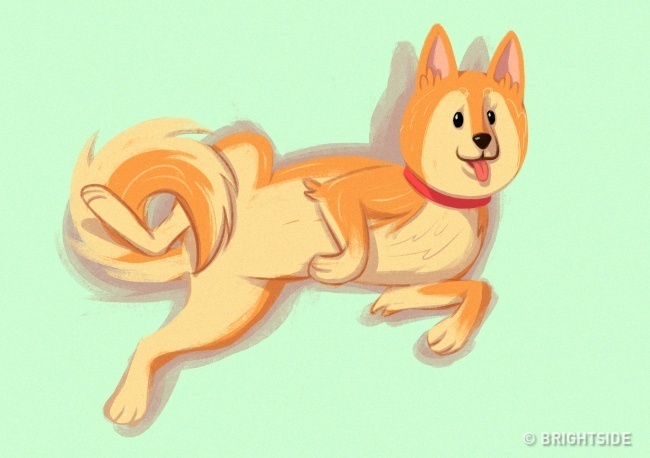 A kutya a hátára fordul és a hasát mutatja