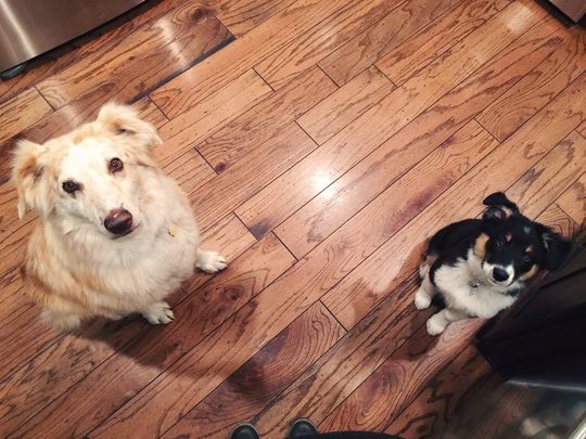 Hank, a túlélő és kis barátja, Gus (ausztrál juhászkutya)