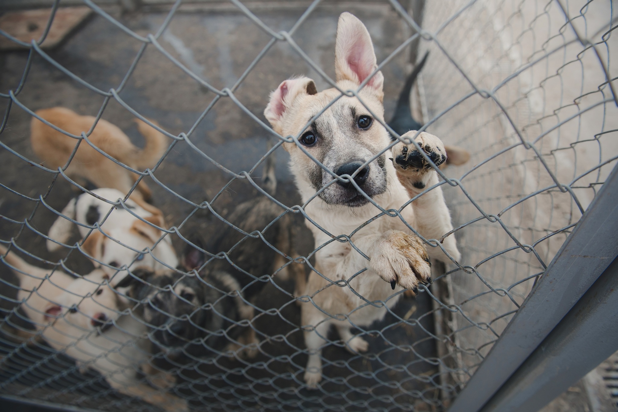A kóbor kutyáknak nagyon kevés esélye van túlélni a telet - ha menhelyre kerülhetnek, már jobb esélyekkel indulnak a tél ellen!
