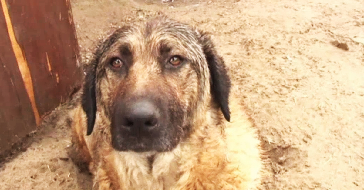 Bajban van a paksi menhely