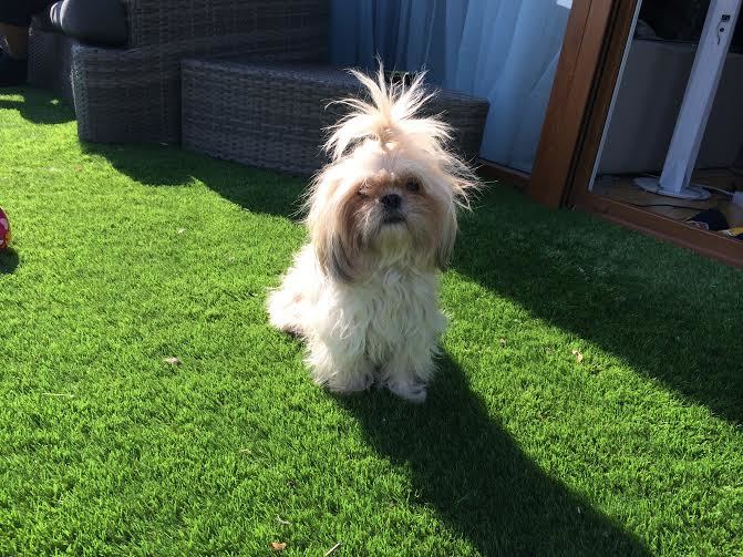 Lilike a Holland Pázsiton 