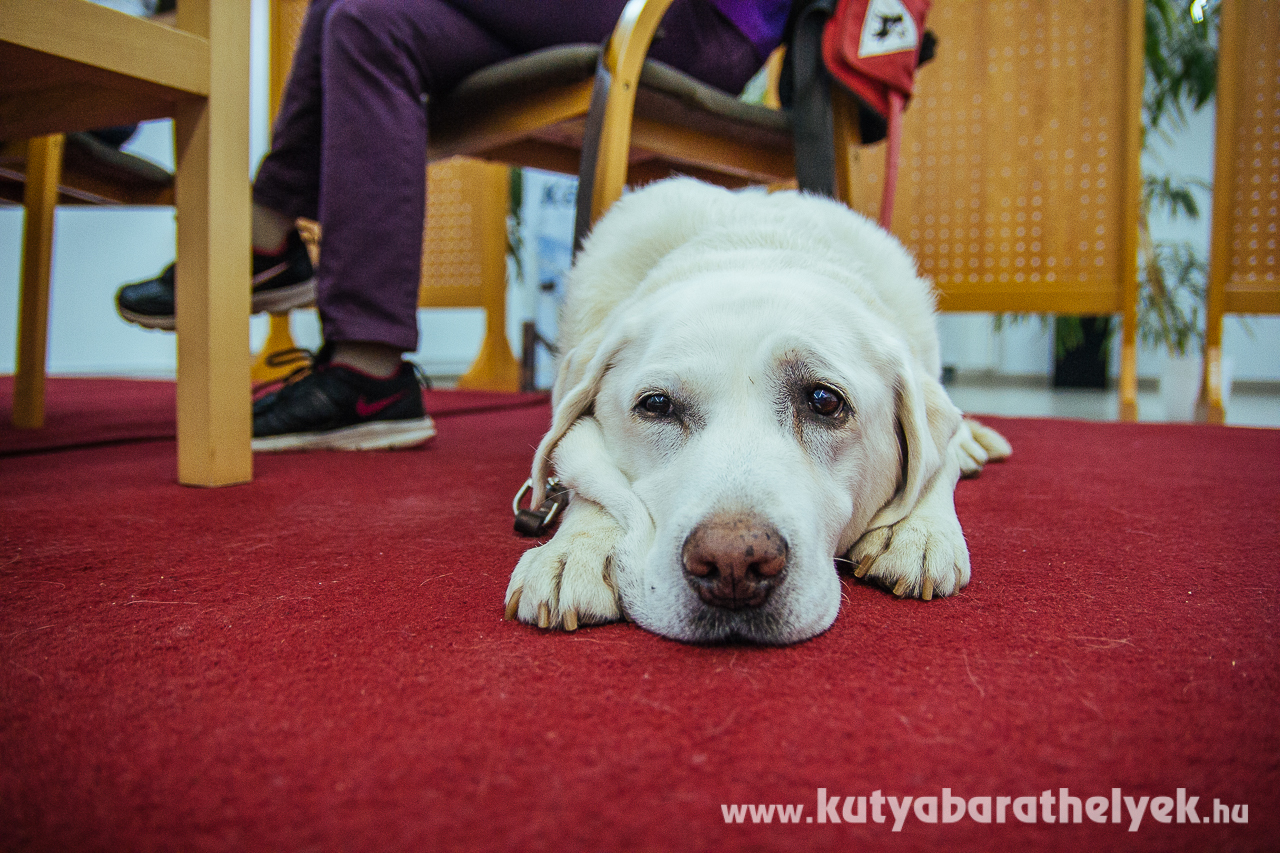 Lili szinte egész este alatt gazdija mellett maradt