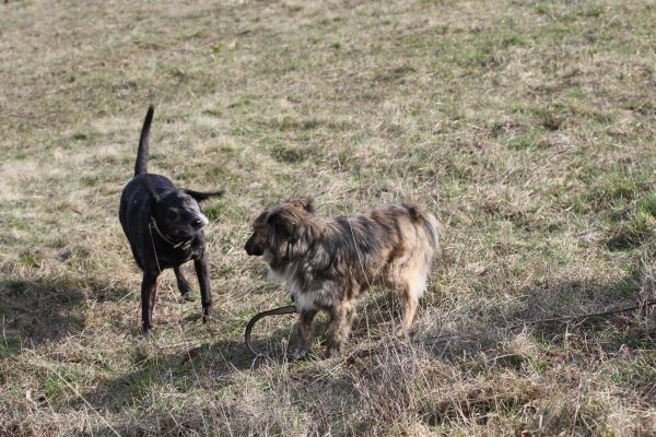 Zénó új falkába került és sikeresen beilleszkedett