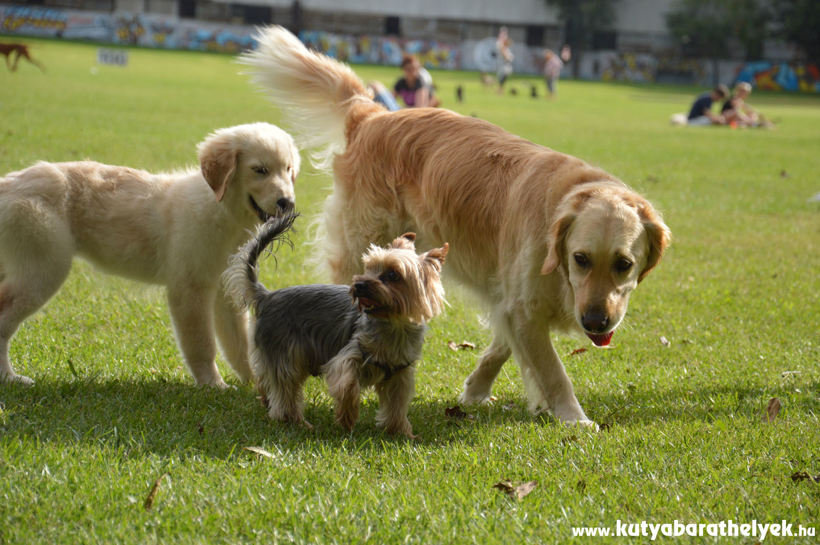 Kicsi, nagy, idős és fiatal kutyák is eljöttek gazdijukkal