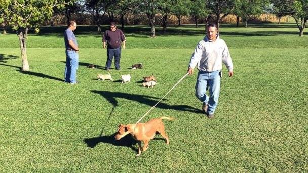 A bulizó társaságból örökbefogadókká váltak 