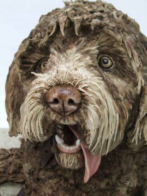 Portugál vízikutya tortájának részlete