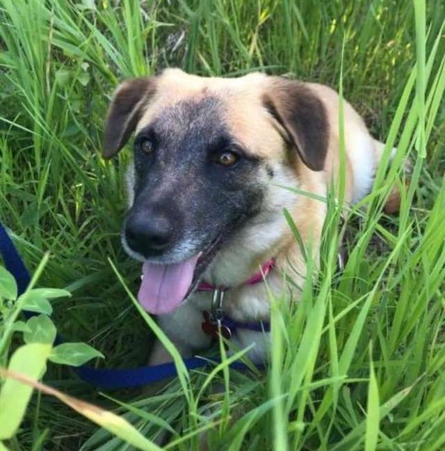 Hosszú rehabilitáció elé nézett a szorongó kutya