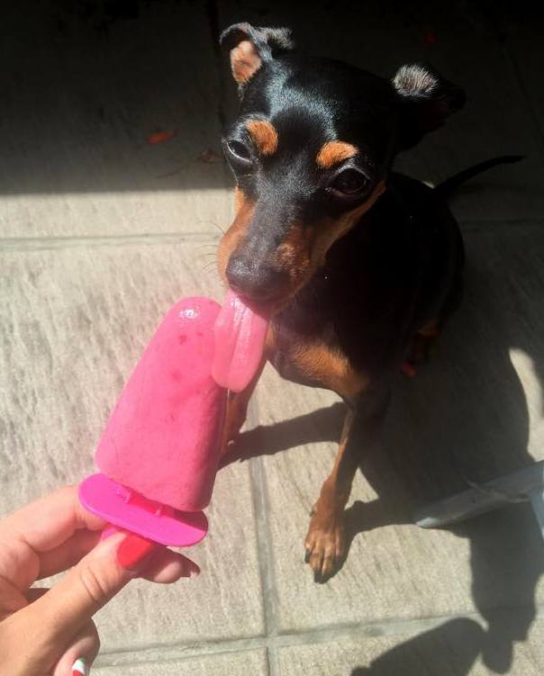 Hűsítő jégkrém kutyádnak - de csak lassan!