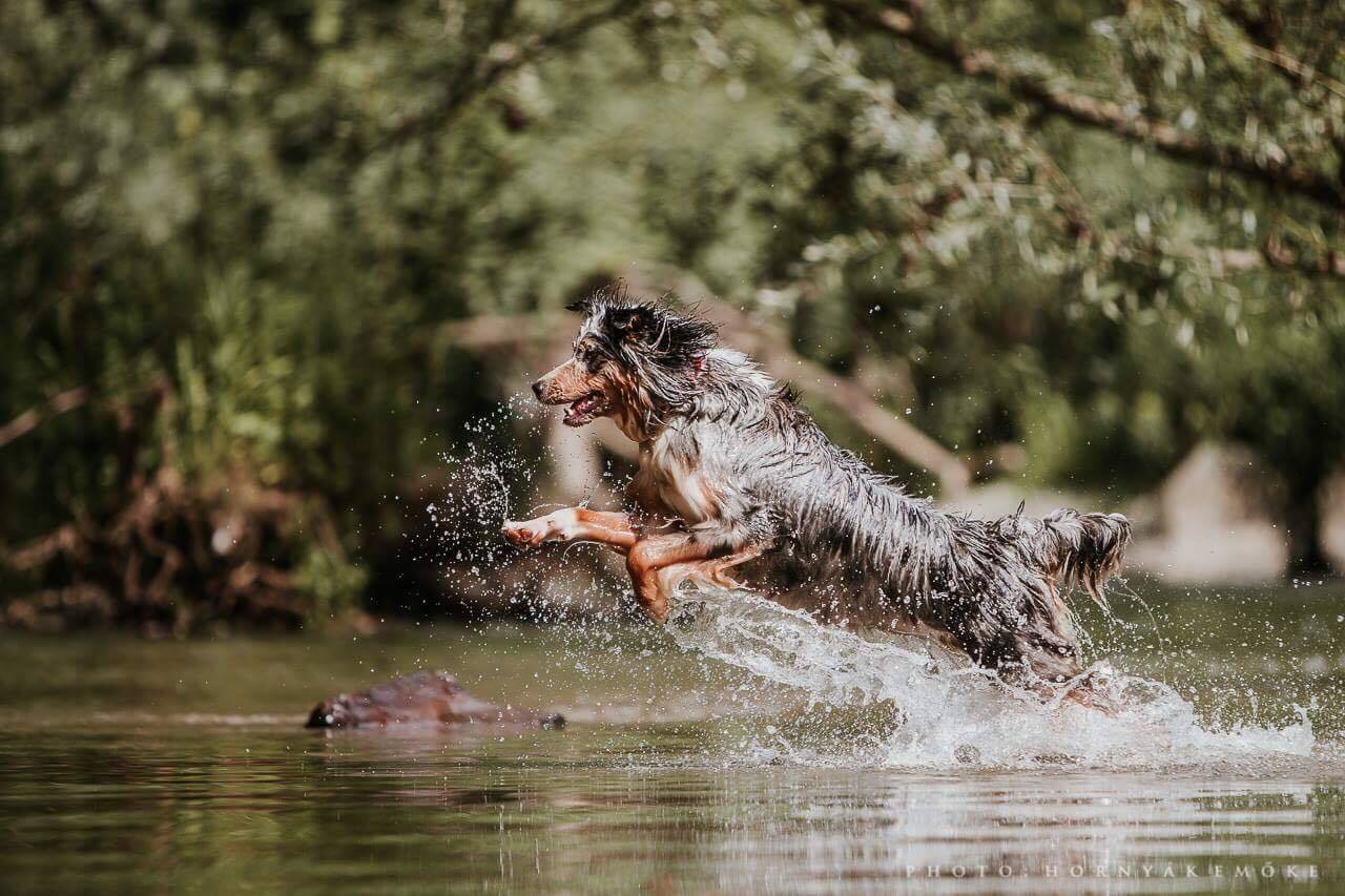 A vízparton könnyebben átvészeli a hőséget kutya és gazdi egyaránt