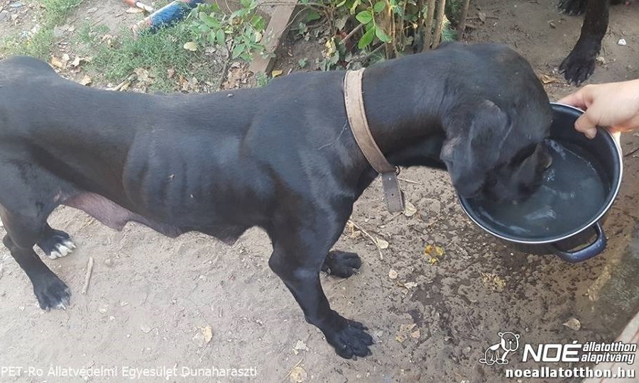 10 cane corsot mentettek egy lakatlan ingatlanról