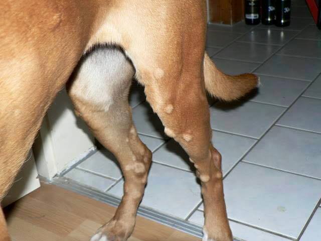 A kaukázusi medvetalp okozta hólyagok a kutyán