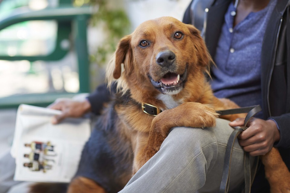 Nem mindegy menhelyi kutya tapasztalja meg a bántalmazást, de érzelmileg megrázhatja őket a változás
