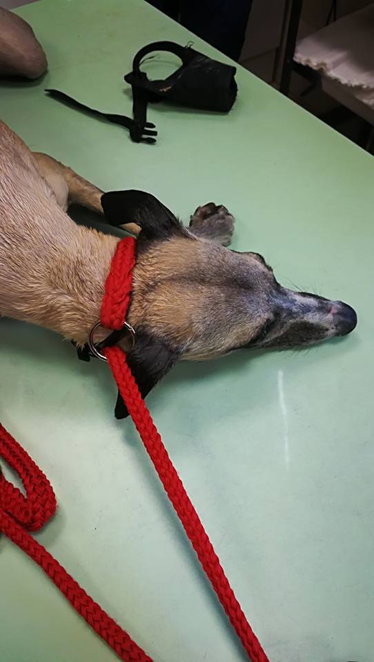 Szerencsére a kutya már jól van