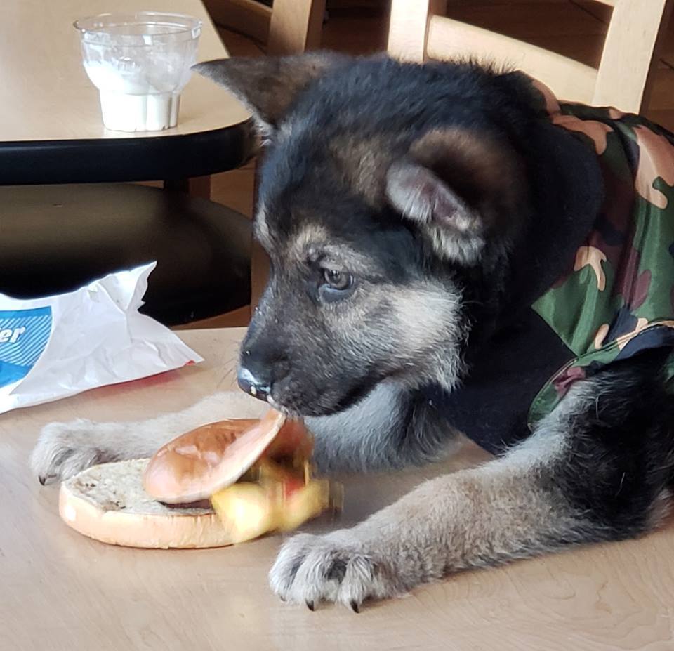 Fincsi hamburgert is kóstolhatott Logan