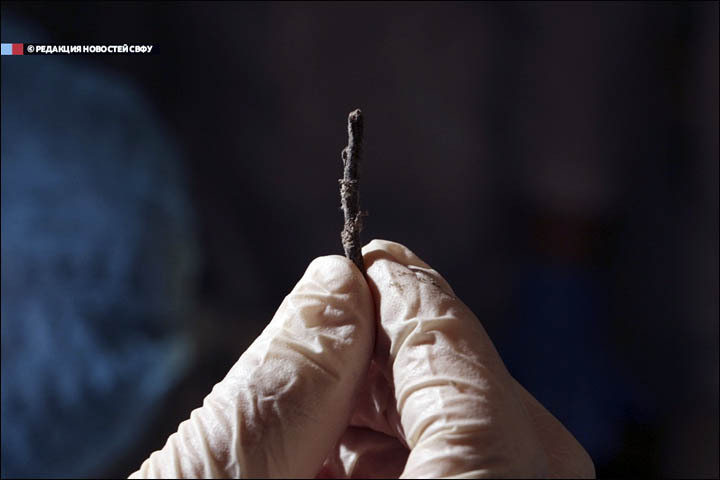 Ezt a fadarabot is a gyomrában találták