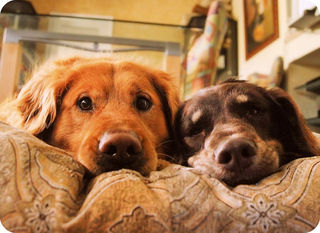 A kutyák társas lények, szükségük van barátokra