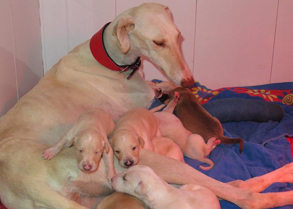 Már biztonságban van az agár család