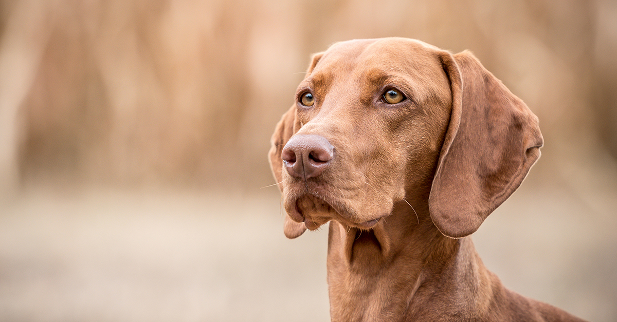 Magyar vizsla Magyar vizsla