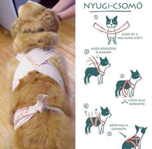 A nyugi-csomó, vagy nyugi-kötés, mely segít a kutya megnyugtatásában a vihar idején