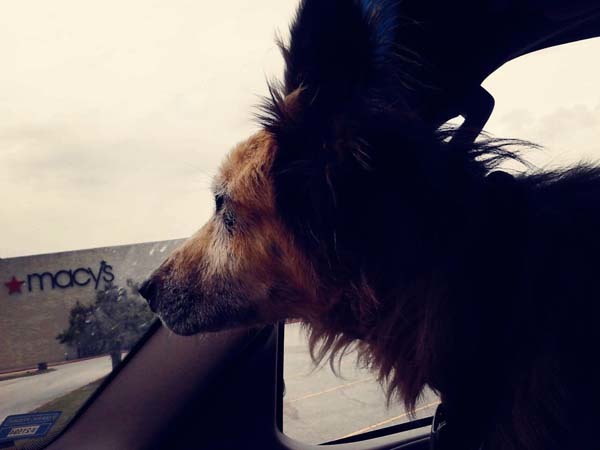 Úton az új otthon felé