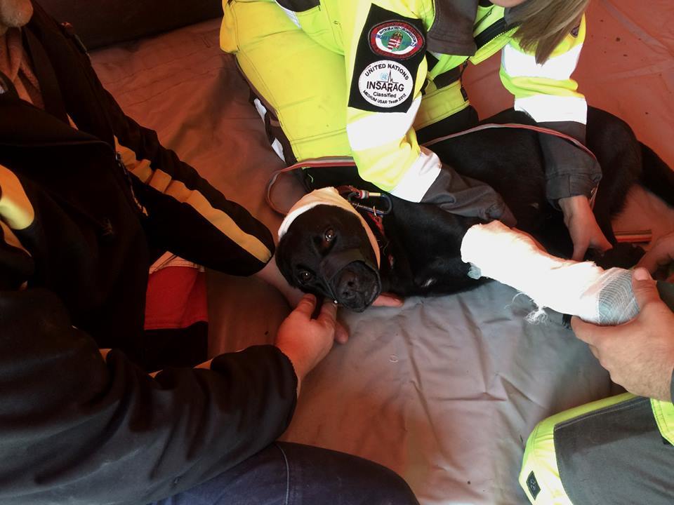 Pest Megyei Kutató-Mentő Szolgálat - Állat elsősegélynyújtás