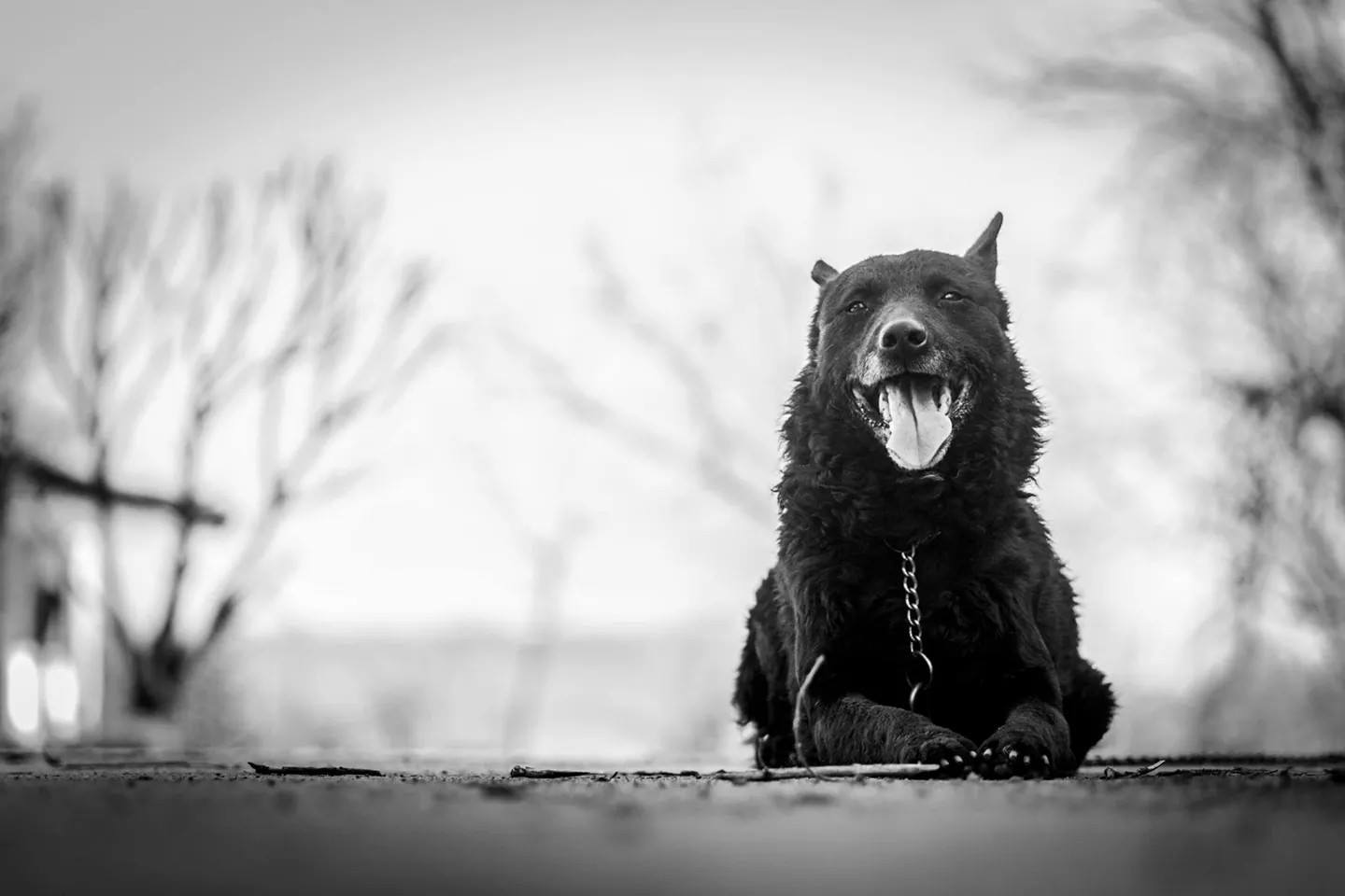 Sinka kutyus kedvencként