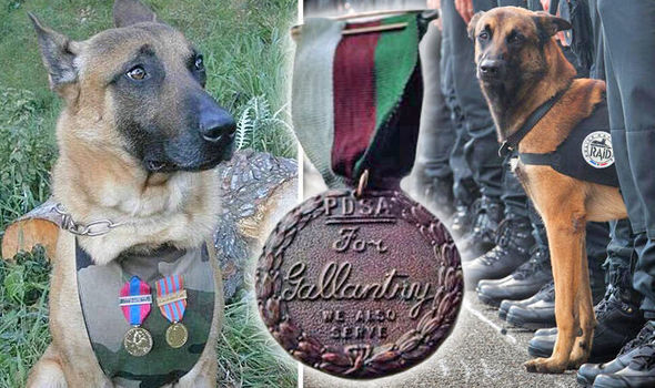 Diesel, a francia rendőrkutya hősiességét a Dickin Medal díjjal jutalmazzák