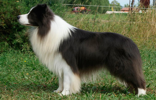 Show Border Collie