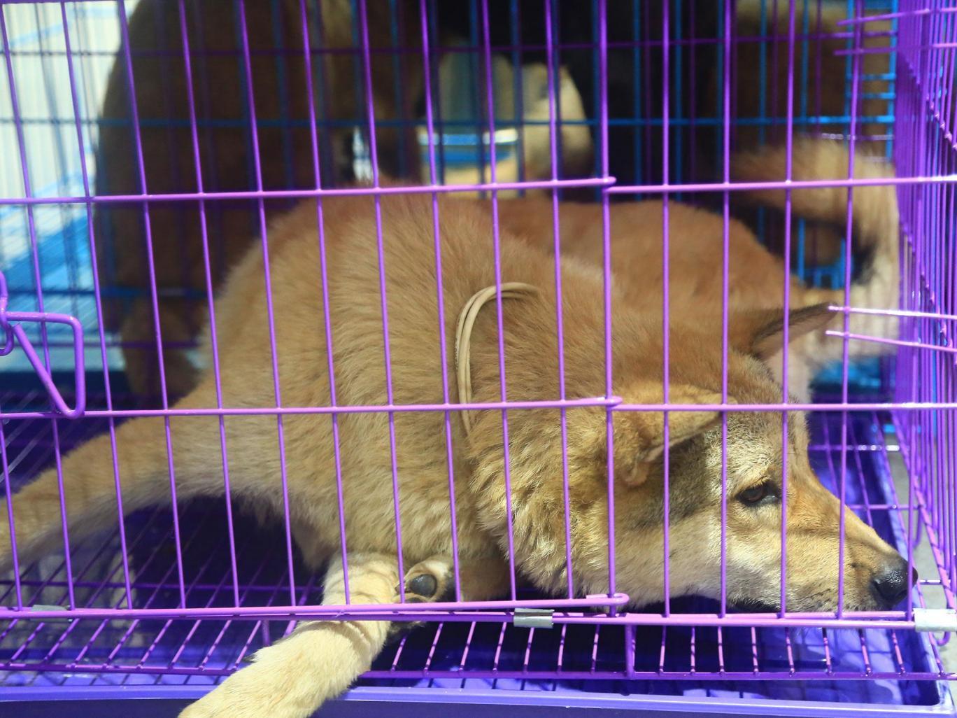 Sok kutya ápolt volt, és nyakörv is volt rajtuk. 