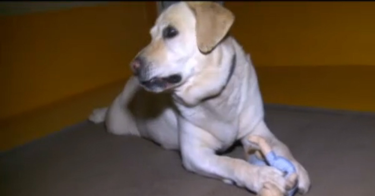 Ioan Ciulea labradorja, akinek nem szokása ugatni - legalábbis gazdája szerint