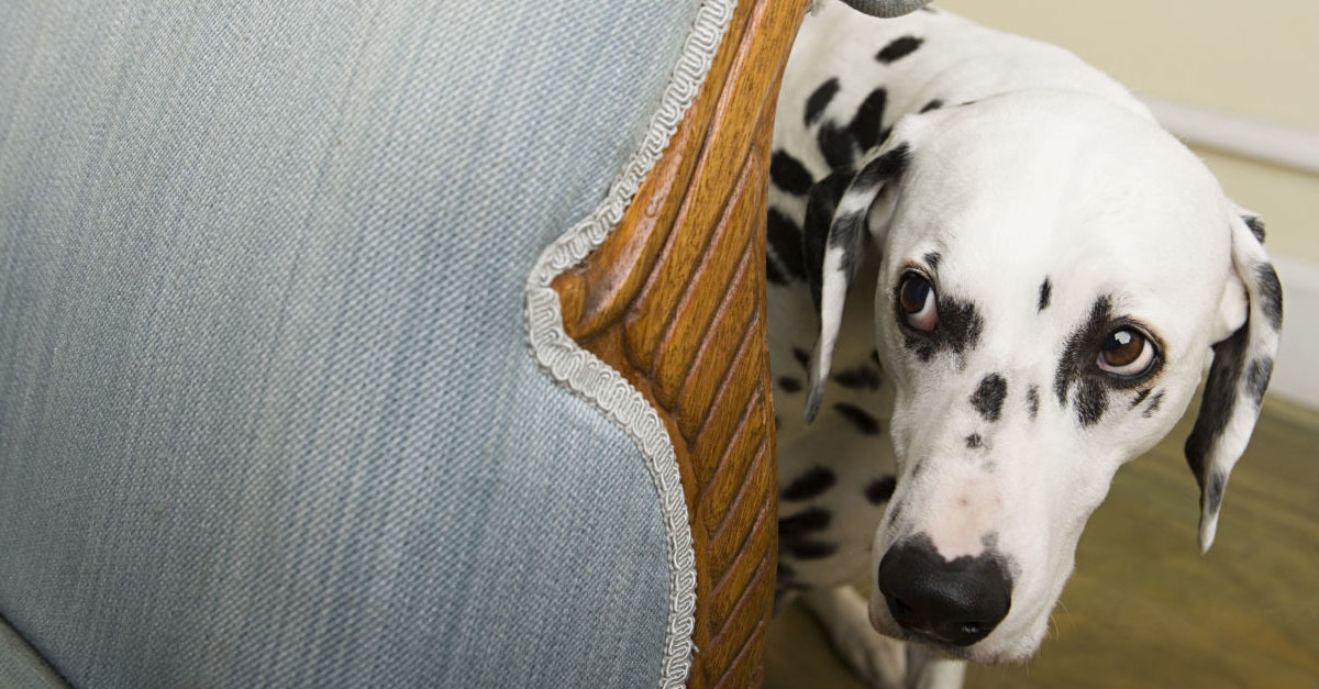 A testbeszéd árulkodó a kutyáknál is