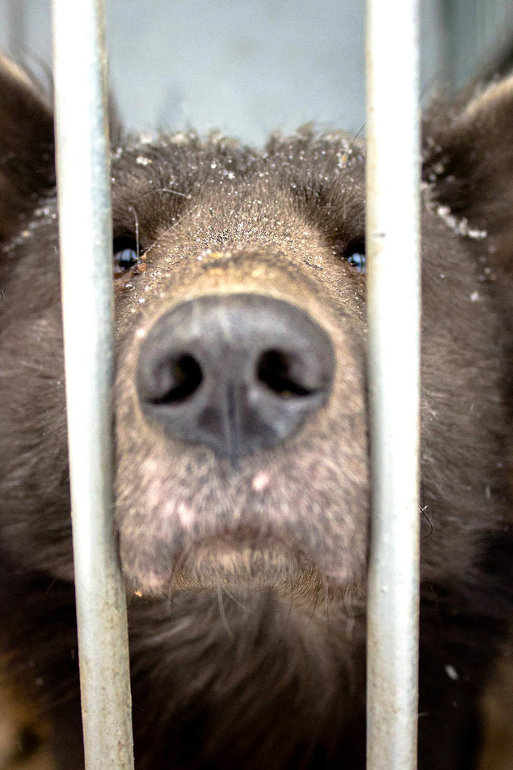 A medvekutya is vágyna a szeretetre