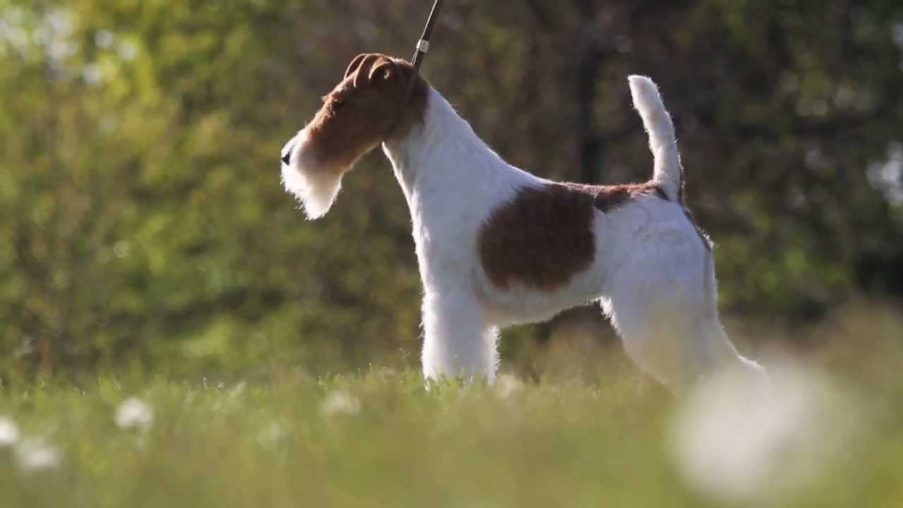 A Jack Russell-, a Parson Russell- és a Foxterrierek európai vándorkiállítása is ezen a hétvégén kerül megrendezésre Szilvásváradon