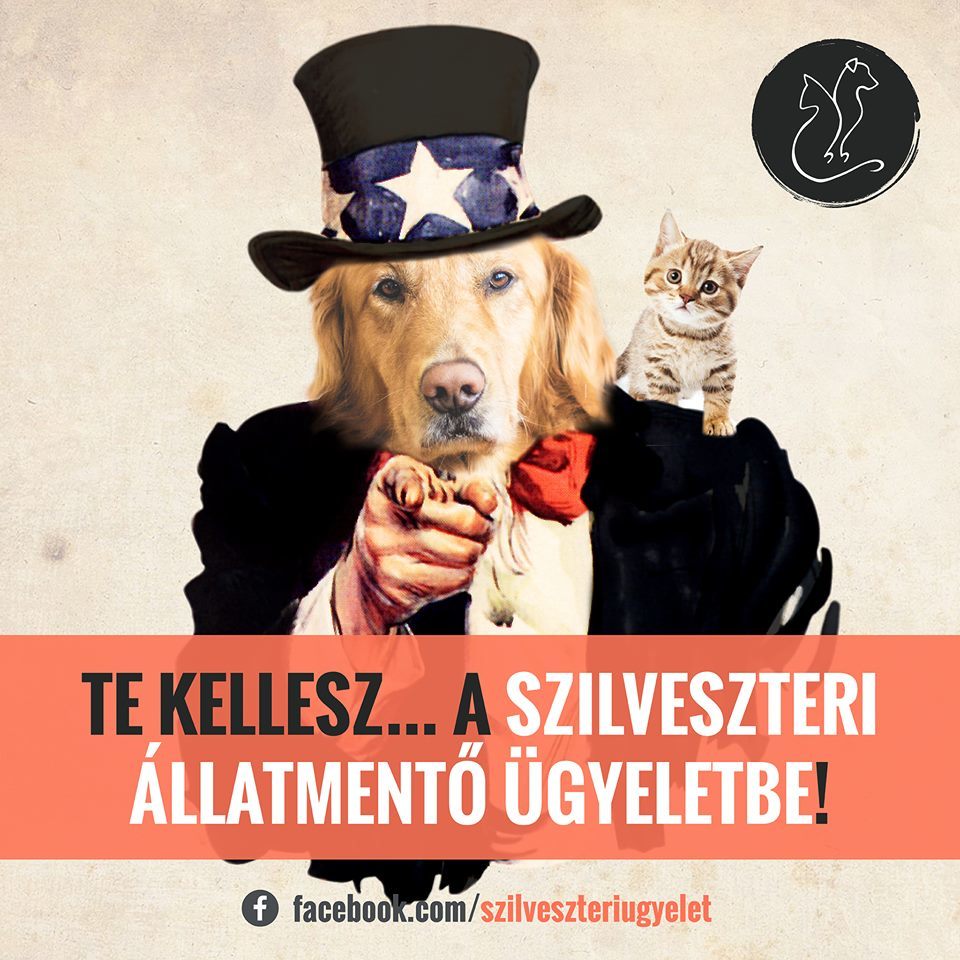 Önkénteseket keres a Szilveszteri Állatmentő Ügyelet