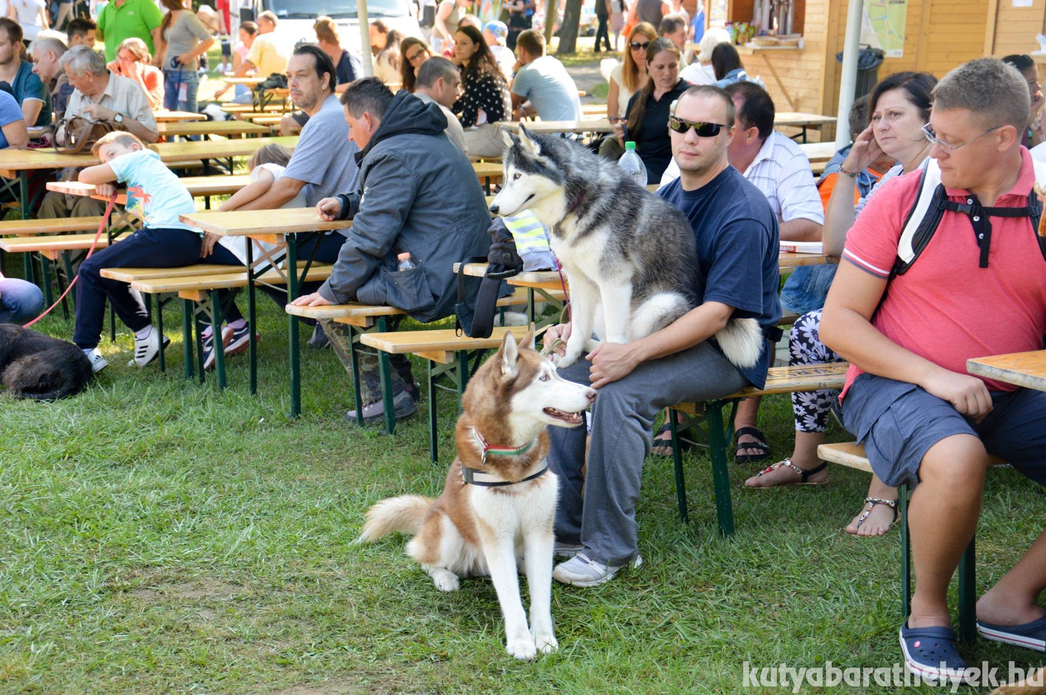 Az Ebugatta Piknikre az egész országból érkeznek kutyabarátok
