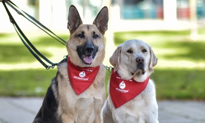 Véradó kutyák - életmentő segítség