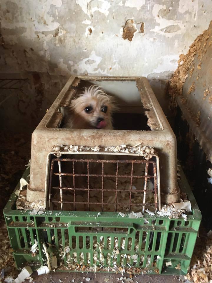 Ez a megfelelő körülmény a kutyatenyésztésre? Vagy egyáltalán: az állattartásra?