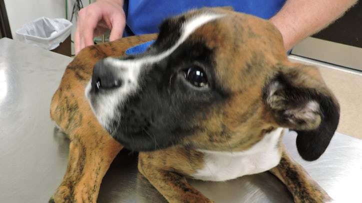 Dieselt a kis boxert már nem tudták megmenteni