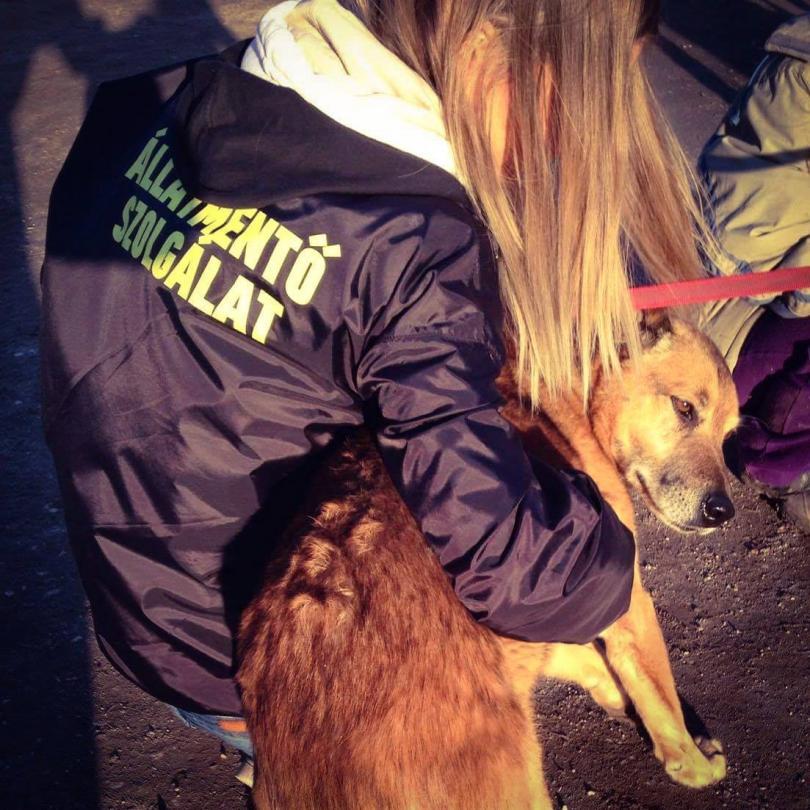 Némedi Edina állatmentő