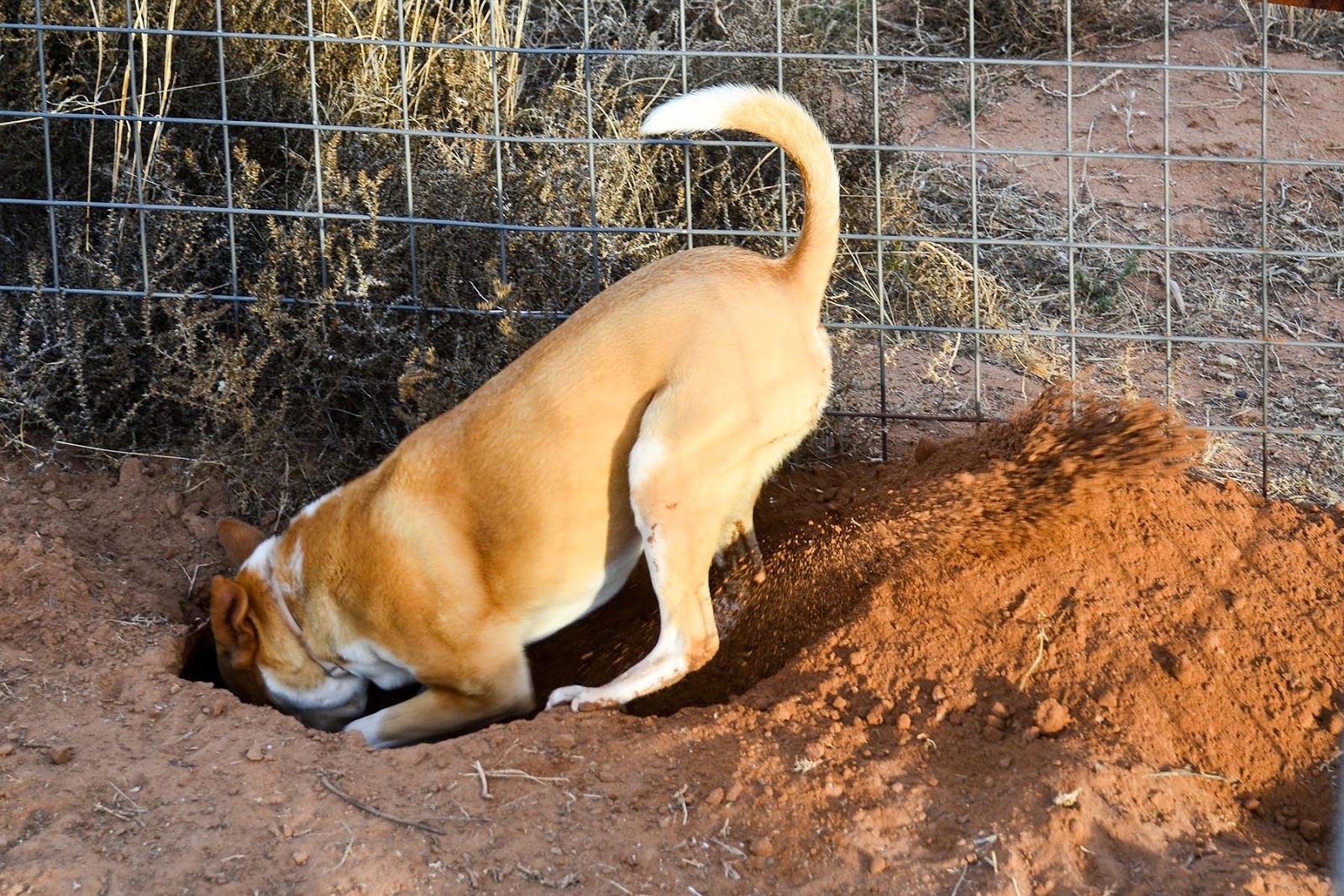 Lyukak a kerítés mellett. Lehet, hogy a kutya szökni szeretne?
