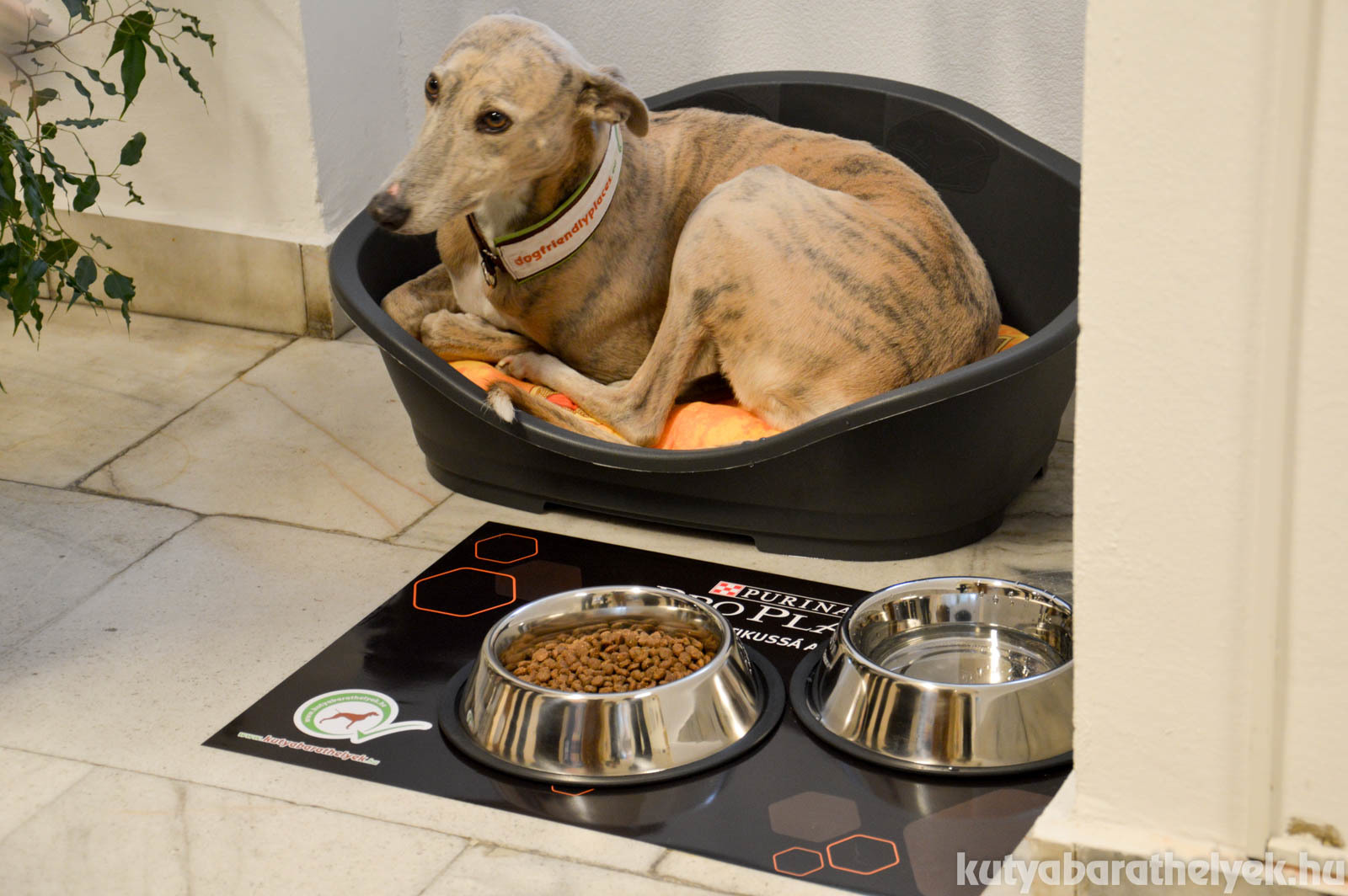 Kutyasarok, ahol friss víz és finom falatok is várják a kutyákat